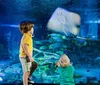 Two children are observing and photographing aquatic life including a stingray in a large vibrant aquarium
