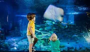 Two children are observing and photographing aquatic life, including a stingray, in a large, vibrant aquarium.