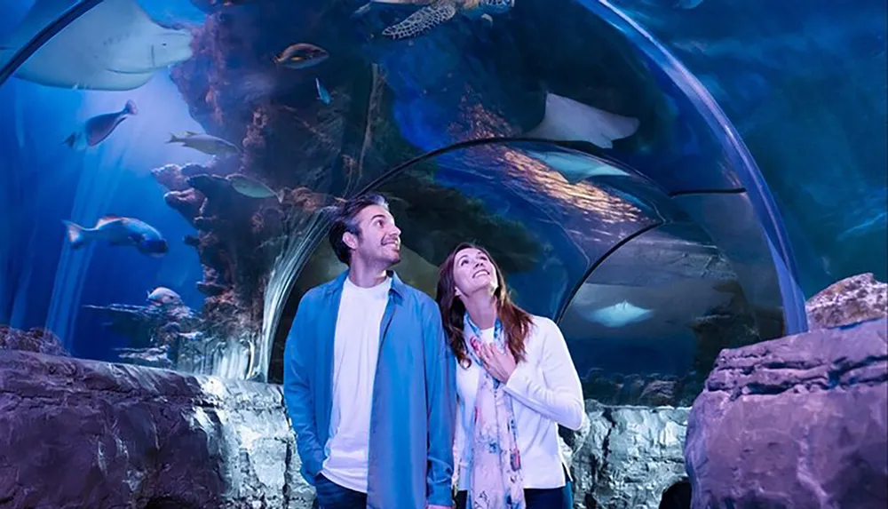 A man and woman are smiling and looking up in wonder at the marine life swimming above them in an underwater aquarium tunnel