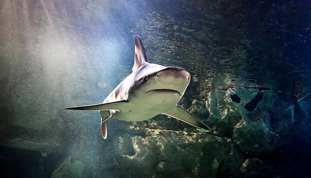 A shark swims gracefully underwater with light scattering through the surface above and rocks visible in the background