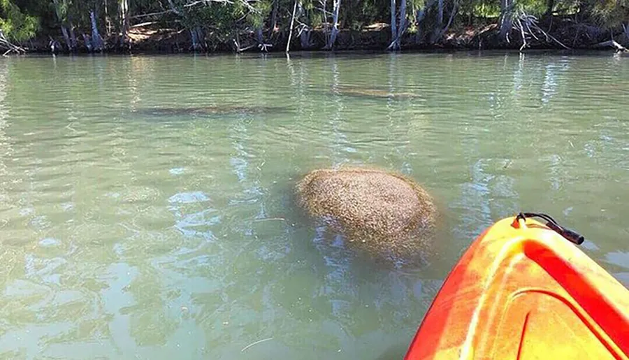 A person kayaking appears to encounter a large manatee swimming close to the surface of a calm river.