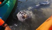 A manatee is visible near the surface of the water by two kayaks.