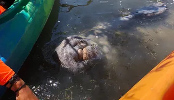 A manatee is visible near the surface of the water by two kayaks.