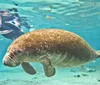 A person is snorkeling behind a large manatee swimming in clear blue water