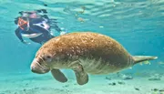 A person is snorkeling behind a large manatee swimming in clear blue water.