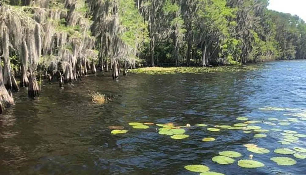 The image shows a serene lake with green lily pads floating on the waters surface Spanish moss-draped trees along the bank conveying the tranquil ambiance of a freshwater swamp ecosystem