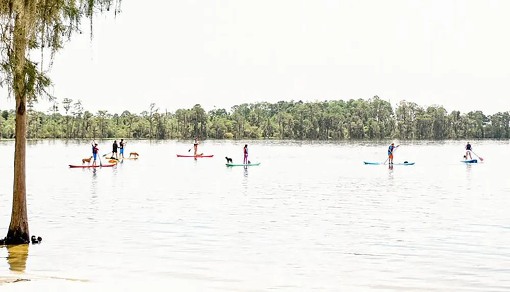 Several people and dogs are paddleboarding on a calm lake with trees lining the far shore under an overcast sky