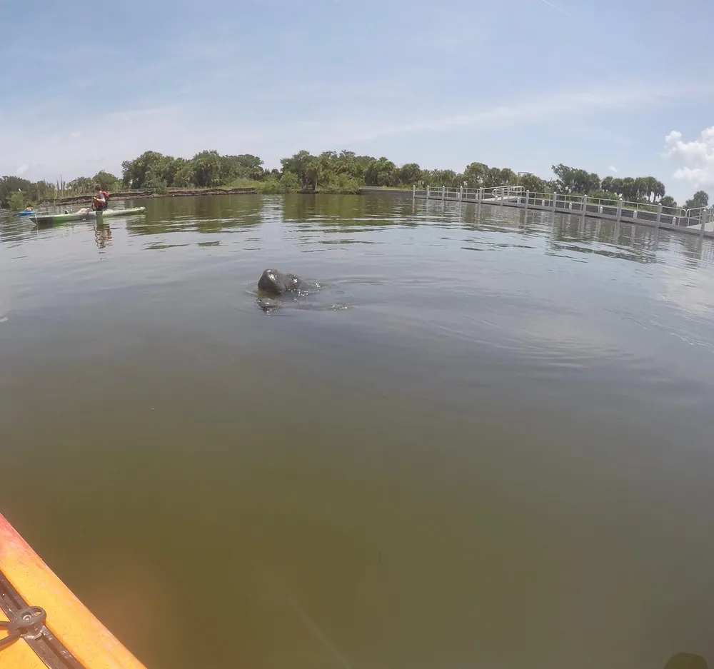 A manatee surfaces near a kayak in calm waters with a person paddling another kayak in the background