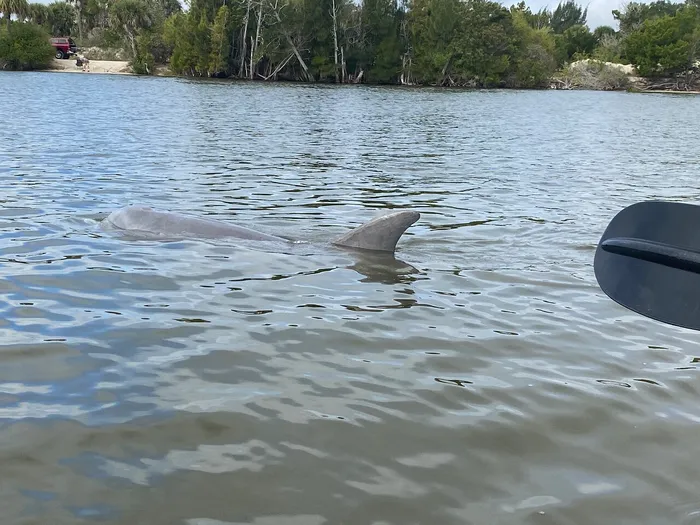 Manatee and Dolphin Tour Photo