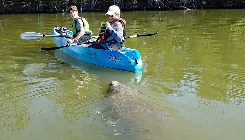 Two people in a blue kayak are observing a manatee swimming in the water nearby