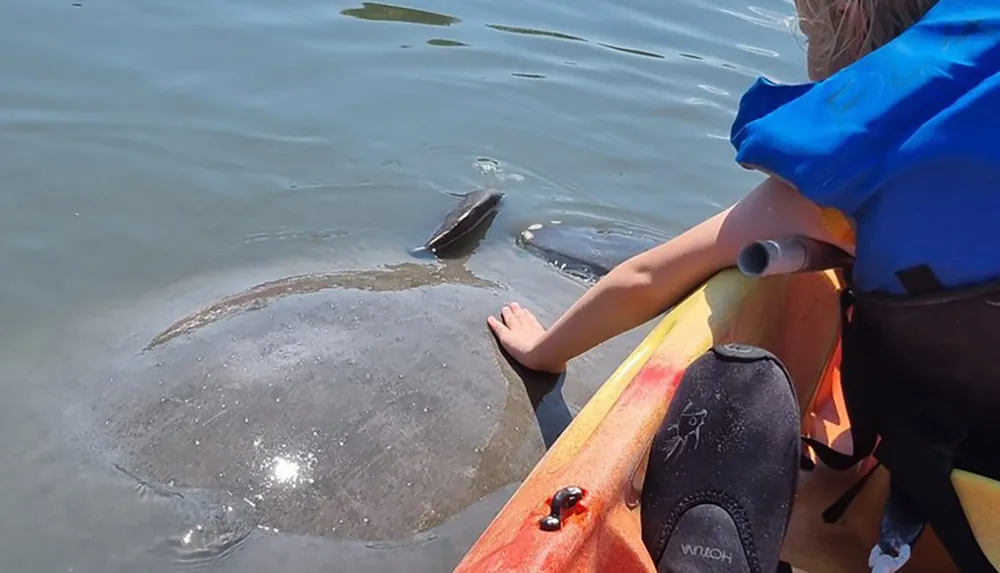 A person on a kayak is reaching out towards a manatee swimming close by in clear water