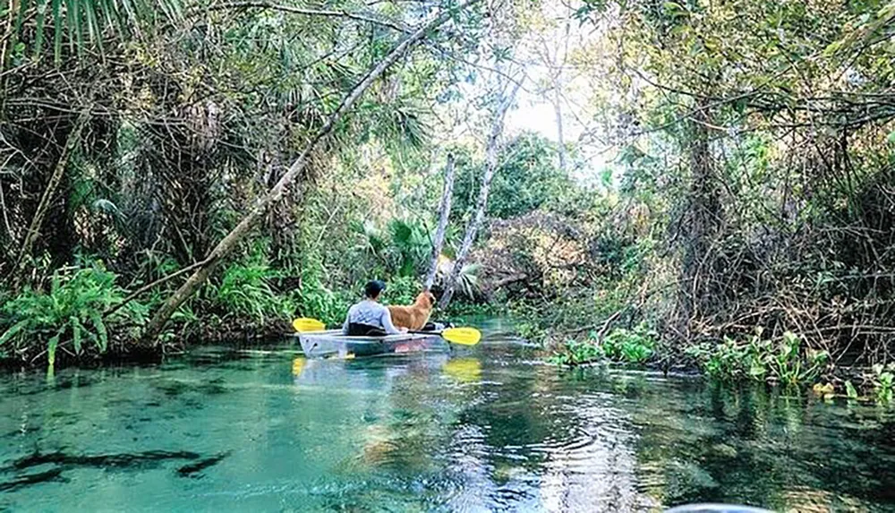 A person and a dog enjoy a peaceful kayak ride on a serene clear waterway surrounded by lush greenery