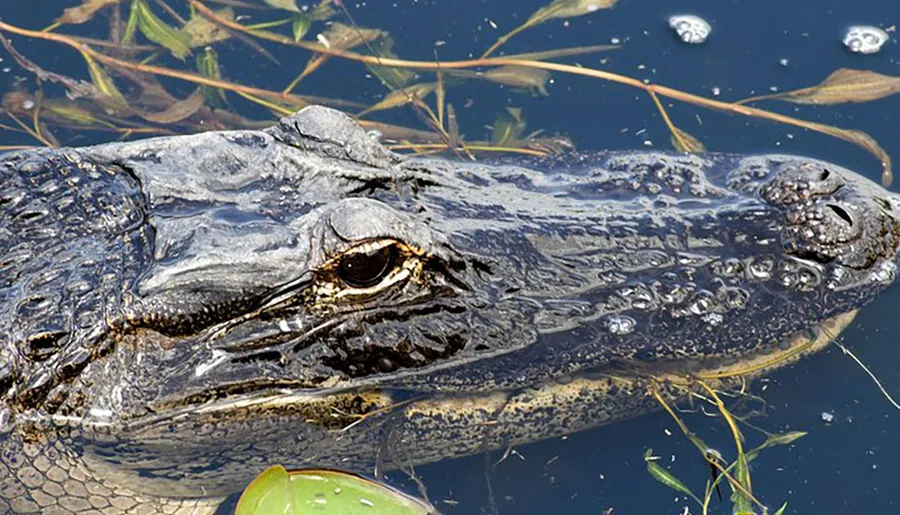 The image shows the head of an alligator partially submerged in water, surrounded by vegetation.