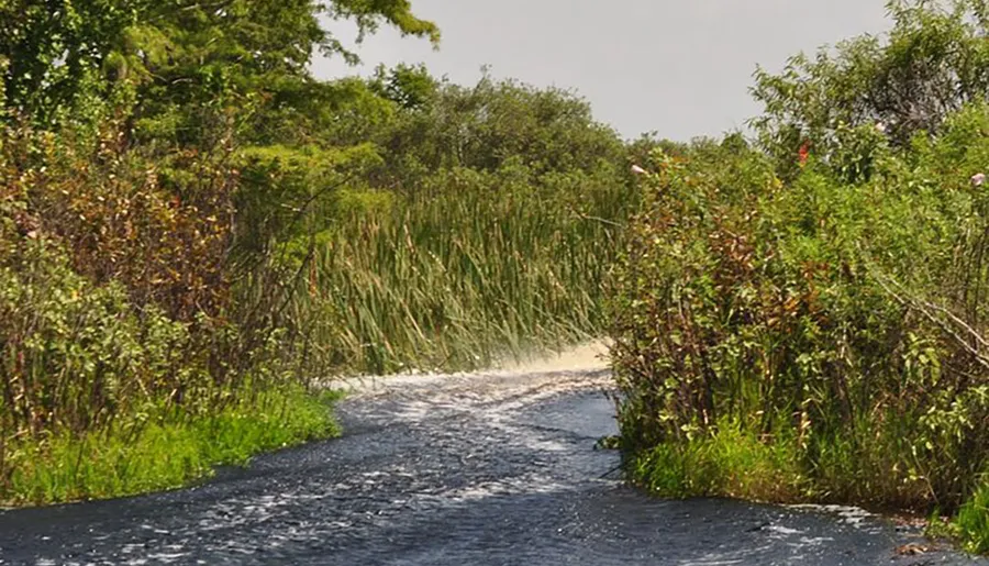 The image depicts a tranquil natural scene with a narrow, winding stream flanked by lush green vegetation under a partially cloudy sky.