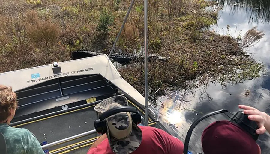 Tourists on an airboat are closely observing an alligator in a swampy environment.