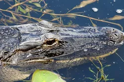 Popular Paseos en Hidrodeslizadores (Airboats)