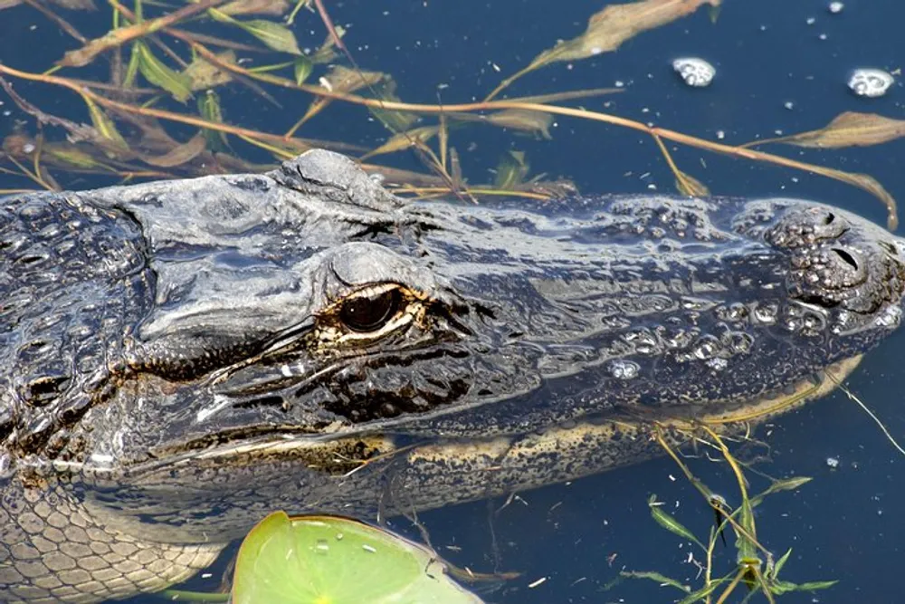 An alligator lies partially submerged in water with its head visible surrounded by aquatic vegetation