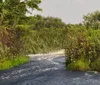 An alligator lies partially submerged in water with its head visible surrounded by aquatic vegetation