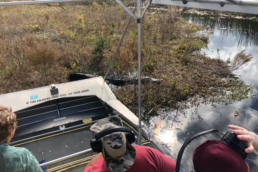 Passengers on an airboat tour observe an alligator in a swampy environment