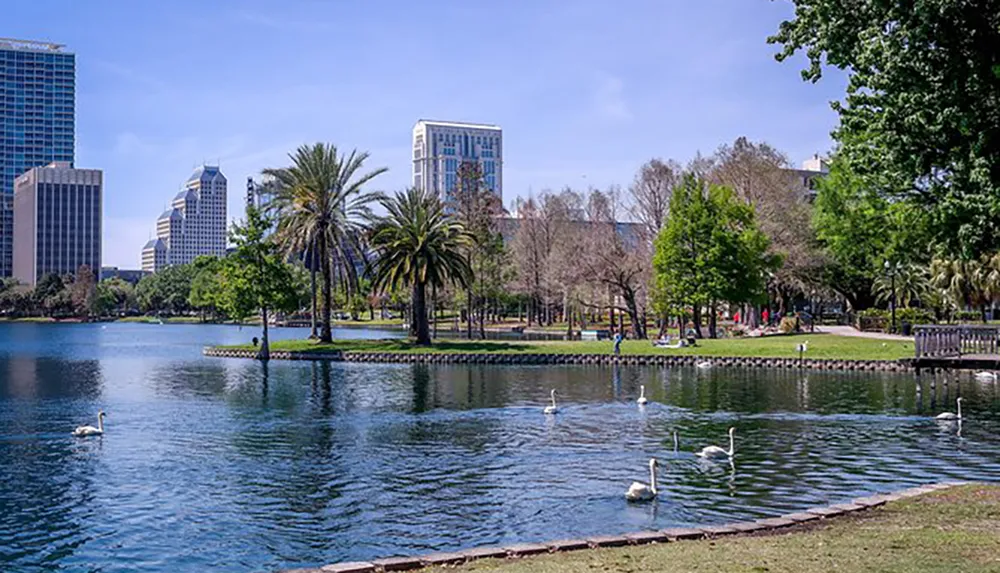 This image depicts a serene urban park with a clear blue lake where swans are swimming surrounded by lush greenery and a backdrop of modern city skyscrapers under a blue sky