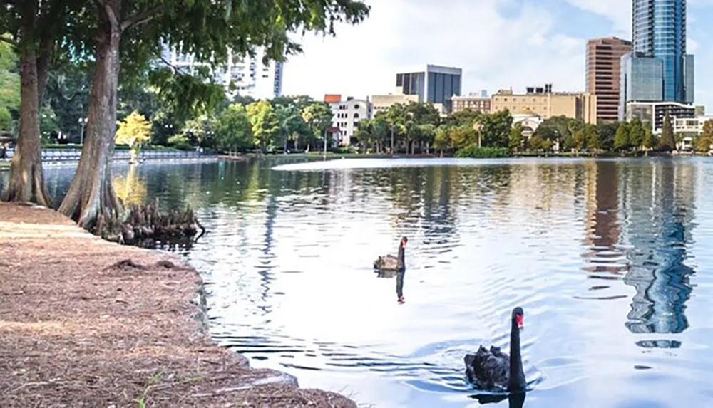 Two black swans are swimming in a calm lake with a cityscape in the background and a lush park setting in the foreground