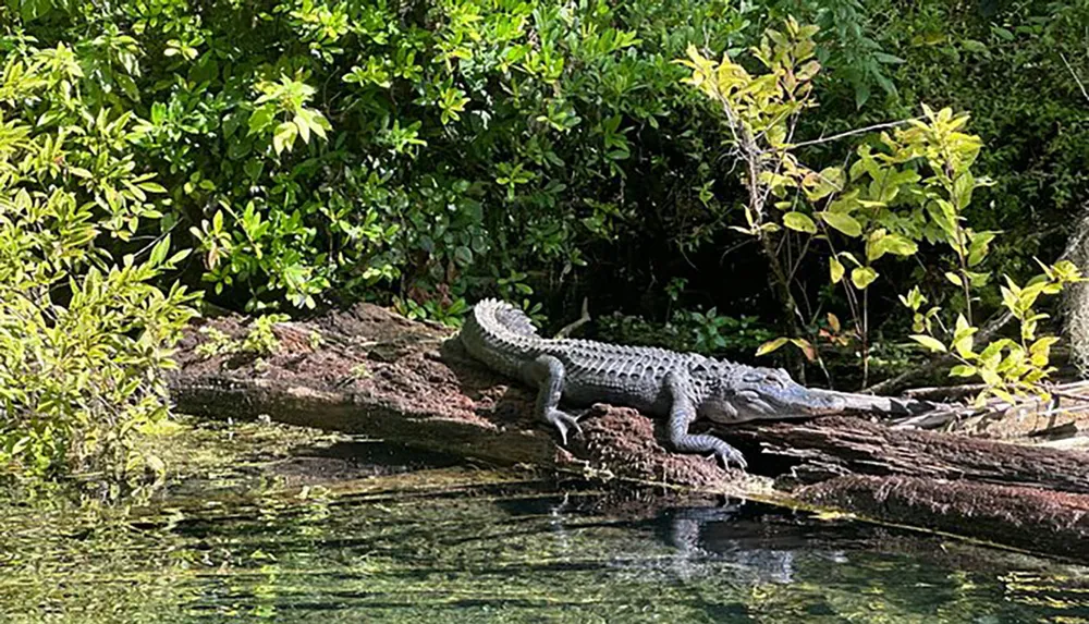 An alligator is sunbathing on a log by the waters edge amidst lush greenery