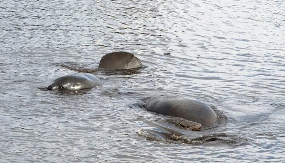 Three manatees are swimming near the waters surface partially submerged and creating small ripples around them