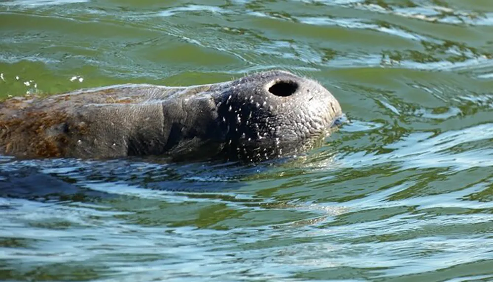 A manatee is surfacing in greenish water showing only its snout