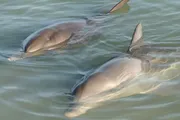 Two dolphins are swimming near the surface of the water, visible just below the waterline.