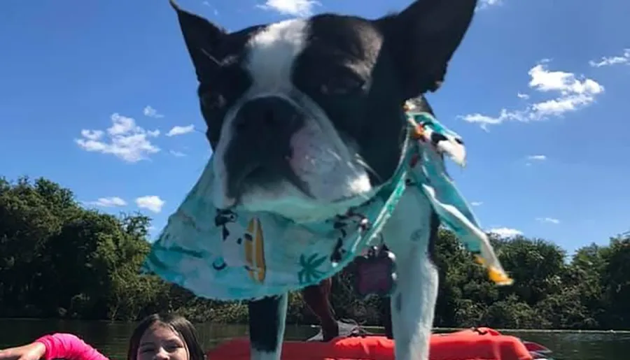 A Boston Terrier wearing a whimsically patterned bandana is striking a pose on a kayak with a person visible in the background, under a sunny sky flecked with clouds.