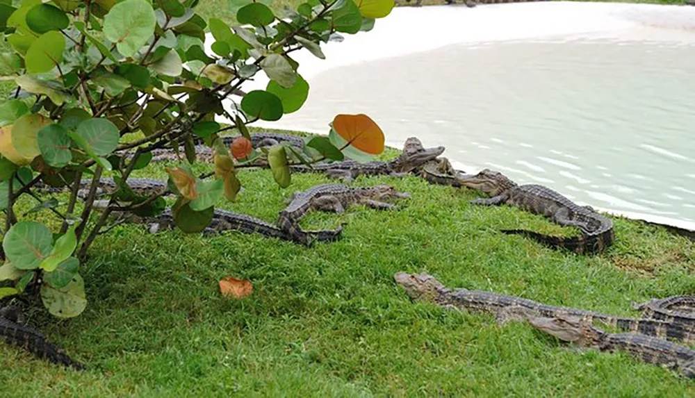 A group of crocodiles is basking by a water body with some of them partially in the water and others on the green grass under the shade of a tree with large leaves