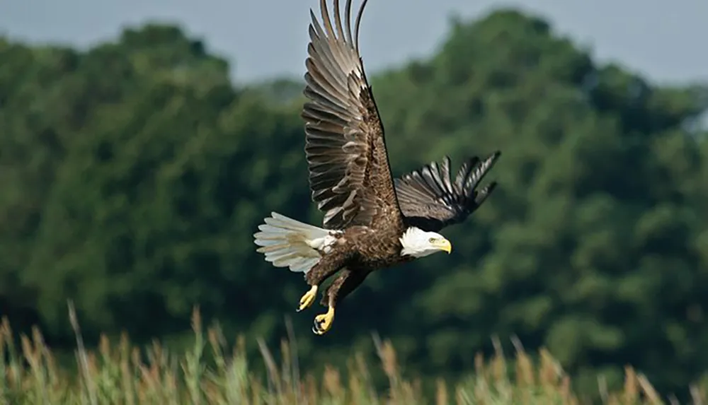 An American bald eagle is caught in mid-flight against a backdrop of dense trees and tall grass
