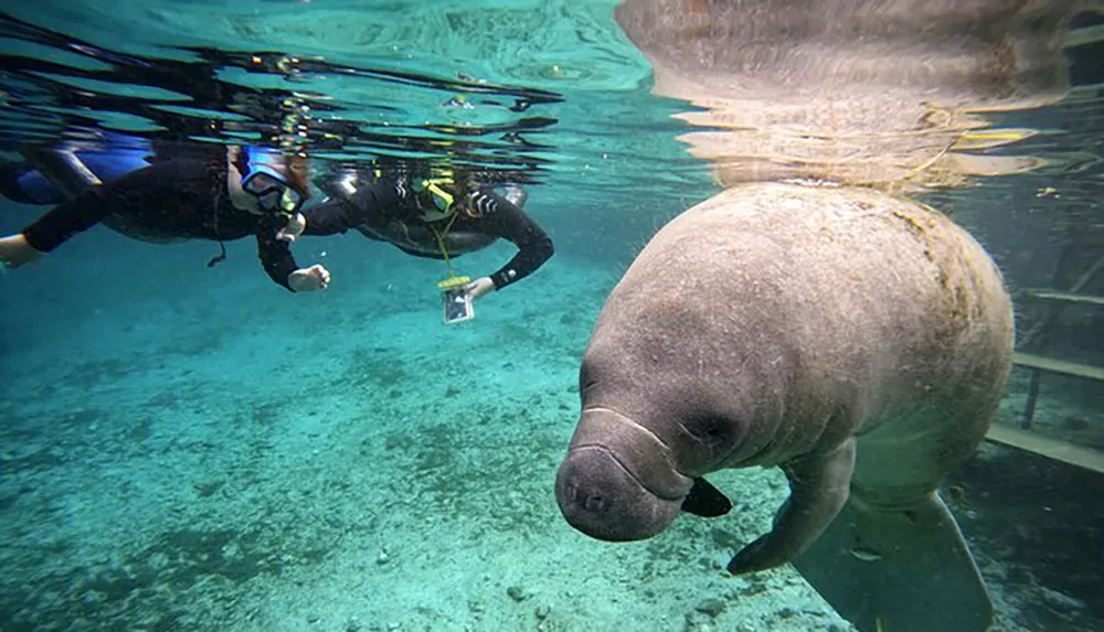 A diver is swimming near a curious manatee in clear underwater surroundings highlighting an interaction between a human and marine life