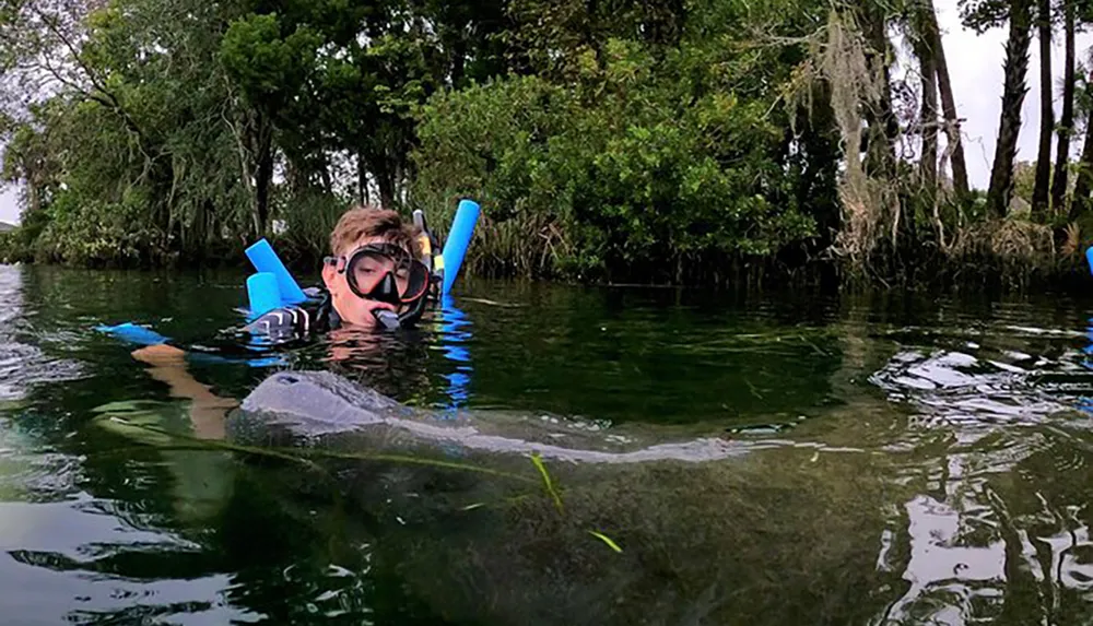 A person snorkeling observes a manatee in a clear natural waterway surrounded by lush vegetation
