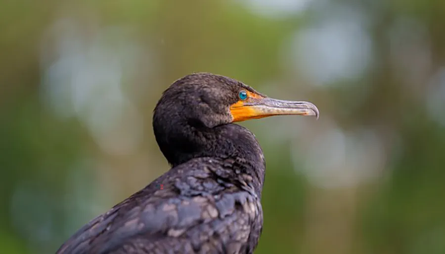 The image shows a close-up of a black cormorant bird with distinctive turquoise eyes, set against a blurred green background.