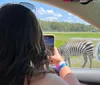 A person is taking a photo of a zebra from inside a car