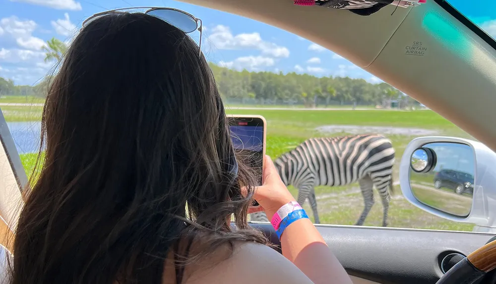 A person is taking a photo of a zebra from inside a car