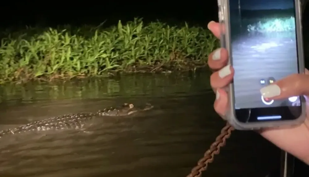 A person is capturing a photo of a crocodile at night using a smartphone