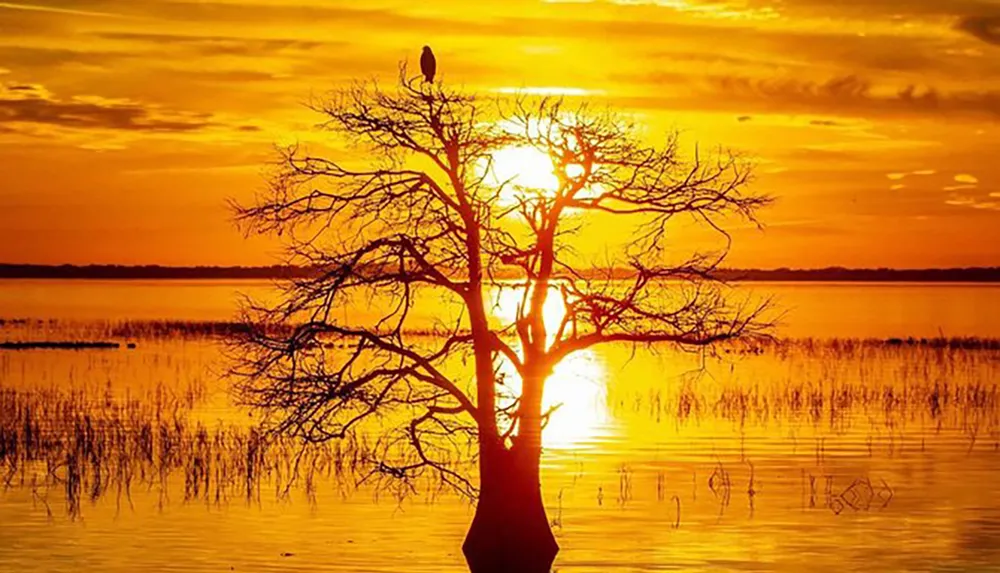 The image captures a tranquil scene of a silhouetted tree at sunset with a bird perched on its branches reflecting over a calm body of water