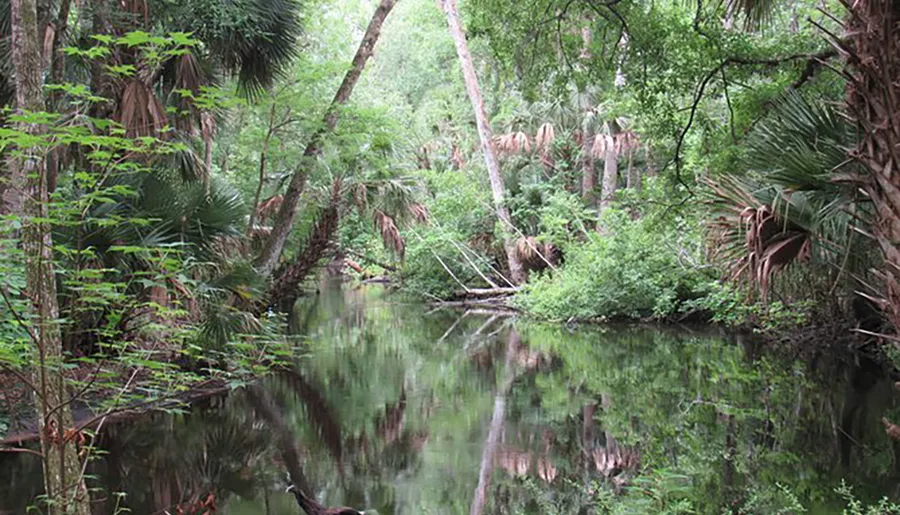 This image shows a tranquil forest creek surrounded by dense vegetation and trees reflecting on the still water surface.