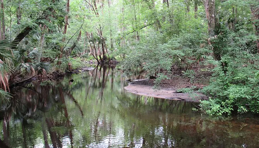 The image depicts a tranquil and densely vegetated forest with a calm river reflecting the trees and foliage along its banks.