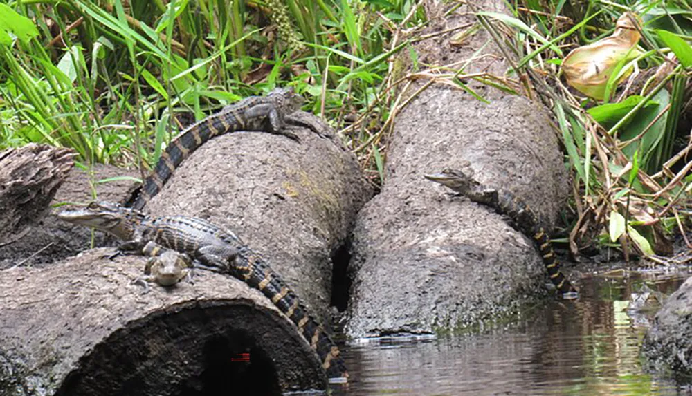 Two young alligators are resting on a weathered log protruding from a body of water surrounded by lush vegetation