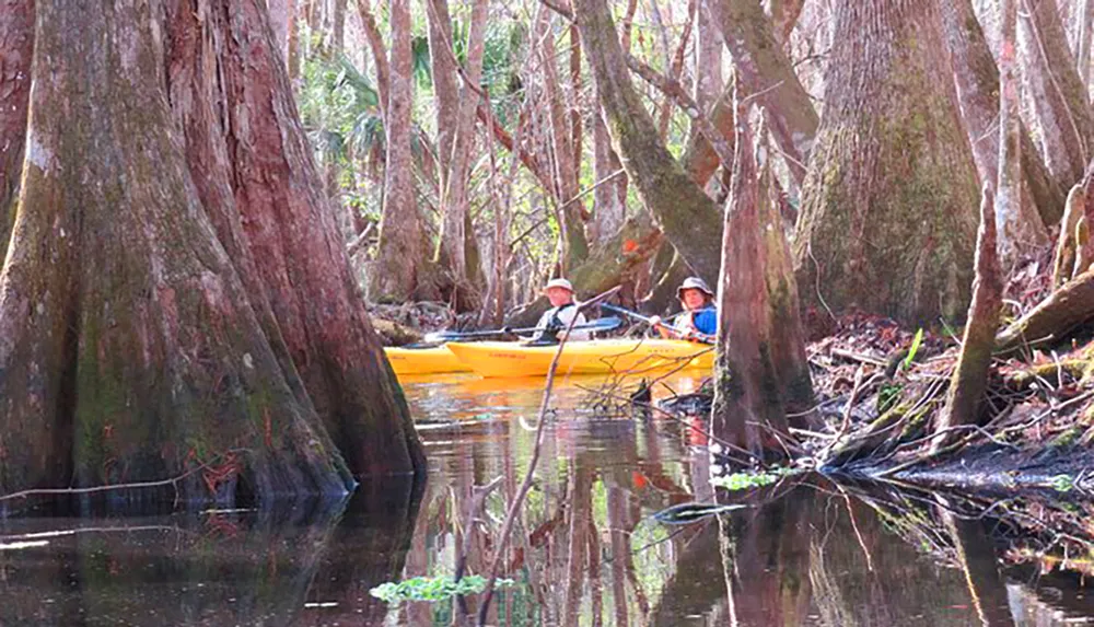 Two individuals are kayaking amidst the serene and tree-laden waters of a swamp