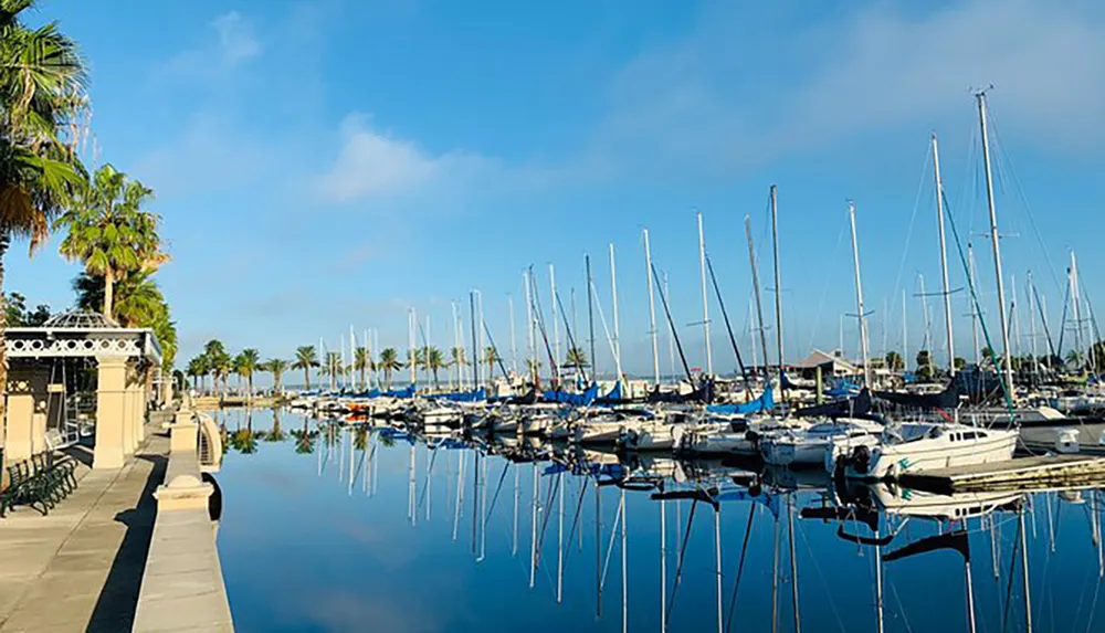 A serene marina is filled with docked sailboats under a clear blue sky with calm waters reflecting the boats and palm trees lining the promenade