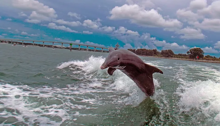 Best Clearwater Beach & Dolphin Watch Day Tour from Orlando to Mexico Gulf Photo