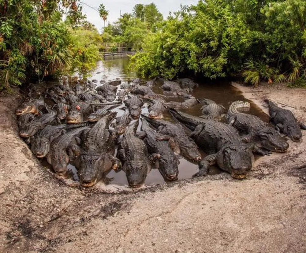 A large group of alligators is gathered tightly together in a small muddy area surrounded by vegetation