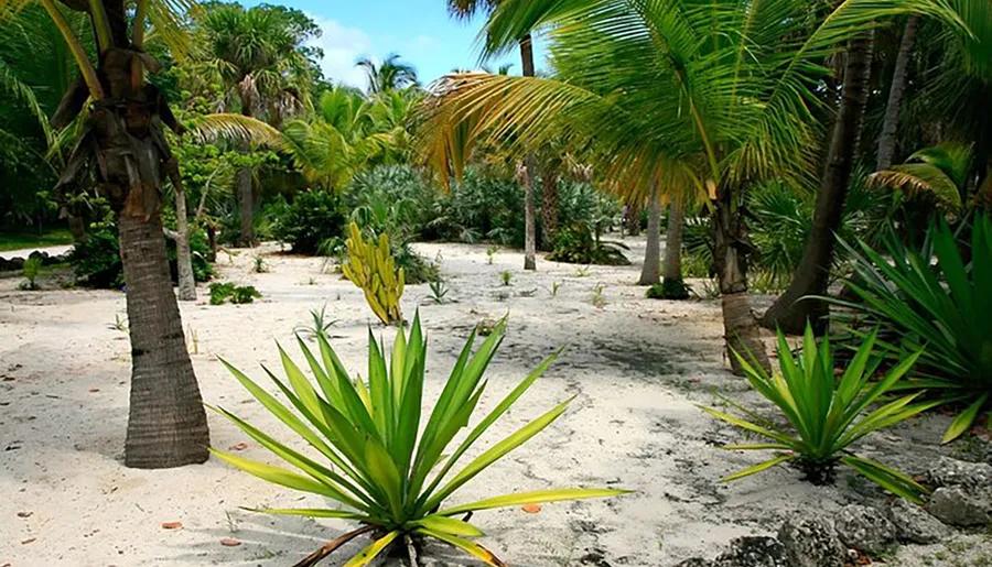 The image shows a serene tropical garden with lush greenery, including palm trees and young plants, on sandy ground, which suggests a peaceful natural setting likely near a beach.