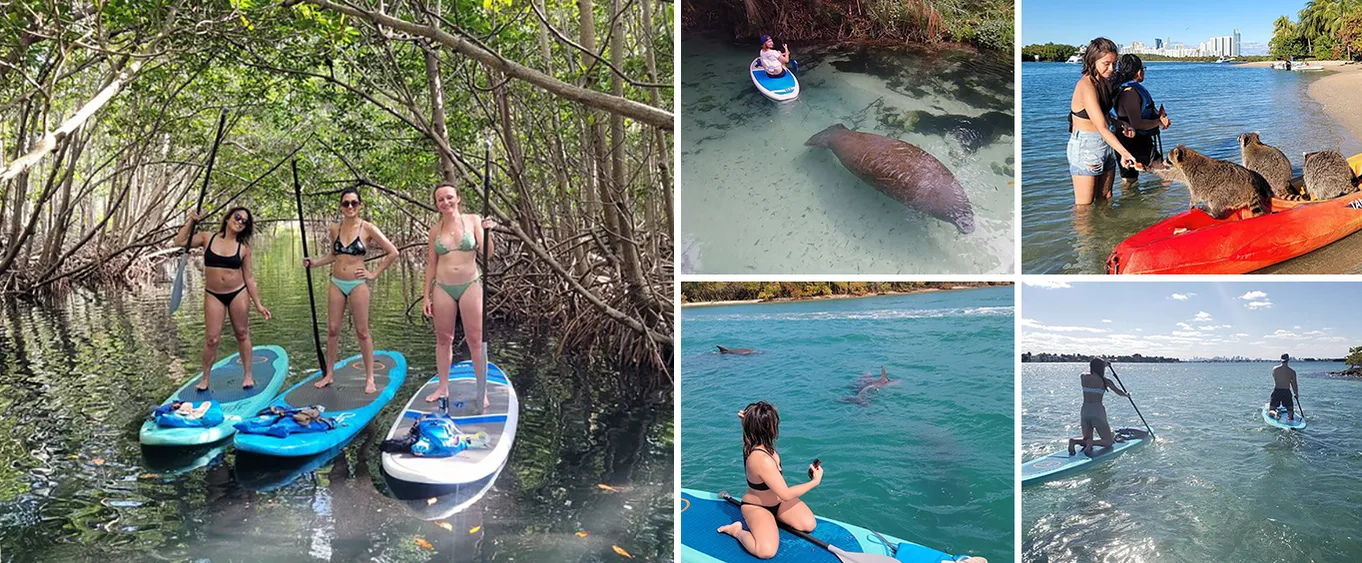 Kayak Or Stand Up Paddle Board Island and Wildlife Exploration