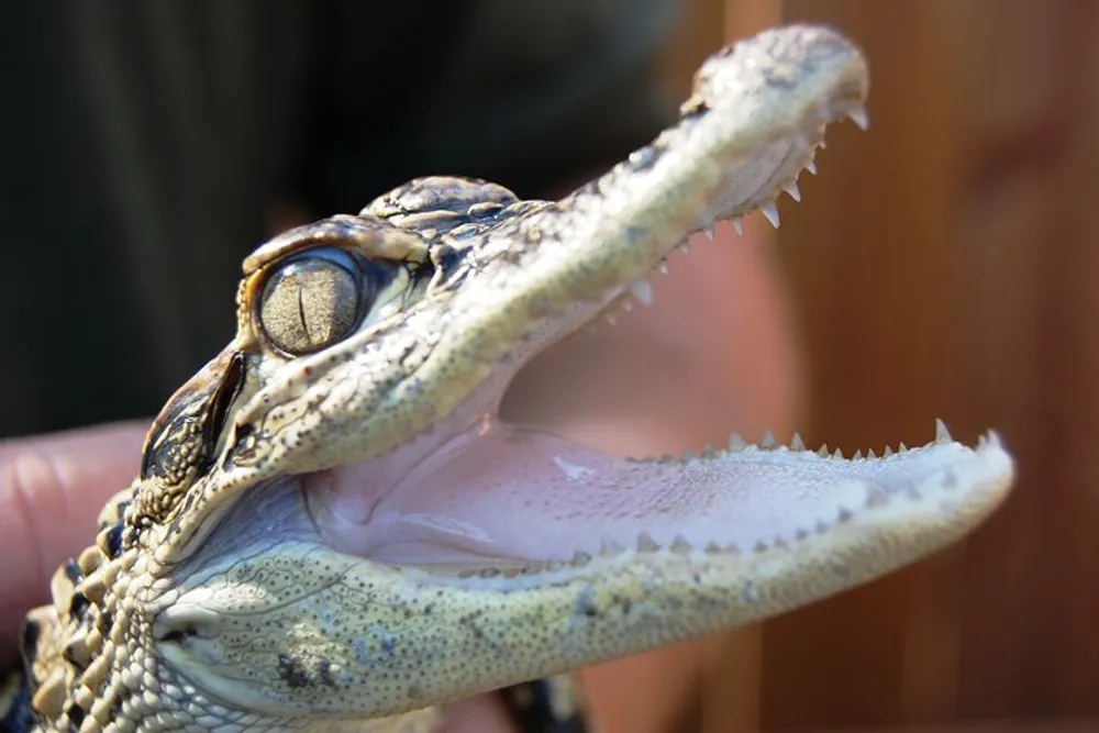 The image shows a close-up of a young crocodile or alligator being held with its mouth open revealing sharp teeth and textured skin