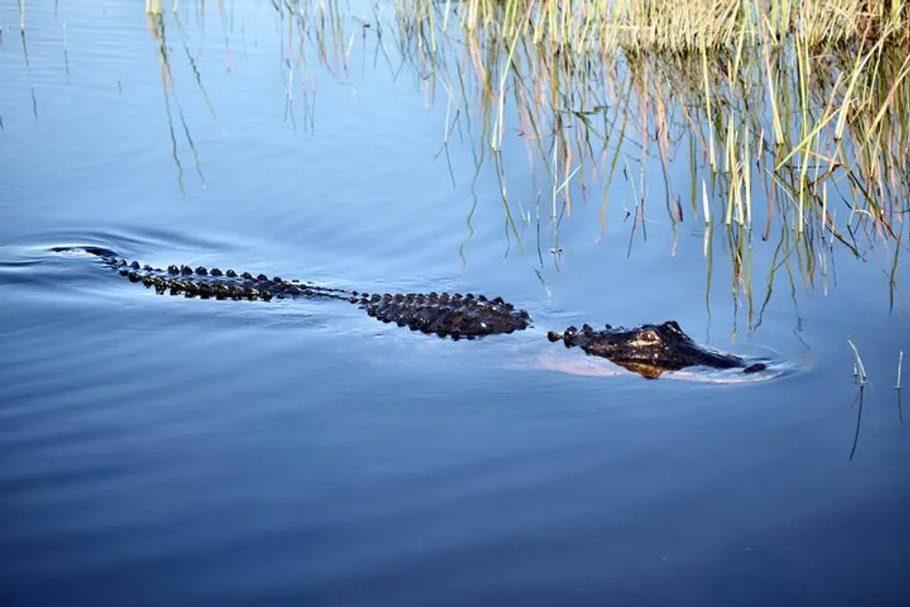 An alligator is swimming through calm water with only its head and back visible above the surface